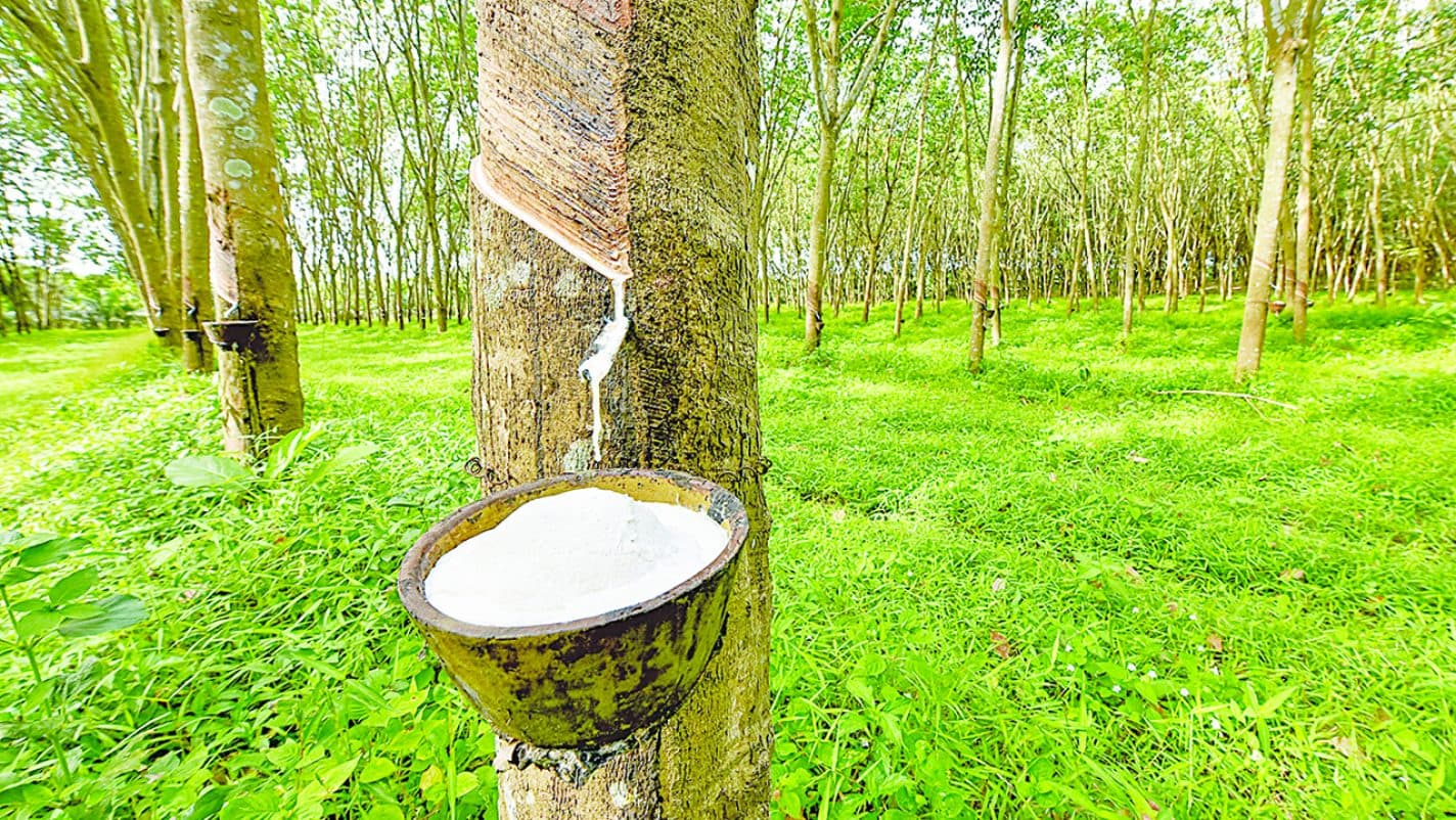 Liberia Bans The Export Of Raw Rubber, To Stop Giving Away It's Wealth